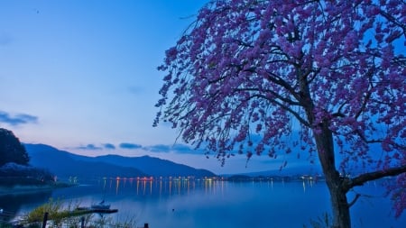 Lake Kawaguchi - nature, lake, japan, sakura, fuji, scenery, japanese