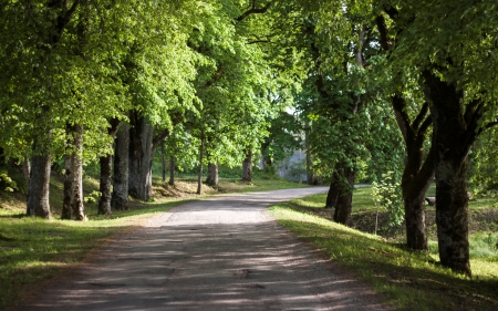 Road in Virga, Latvia - summer, latvia, trees, road