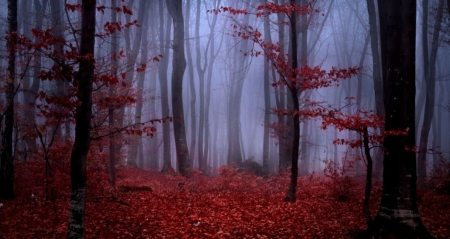 â™¥ - nature, autumn, forest, trees