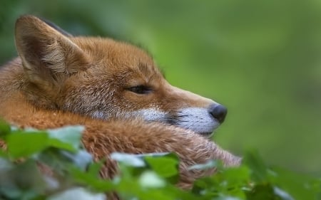 Fox - vulpe, animal, fox, red, green, orange