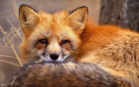 Fox - vulpe, animal, fox, red, orange