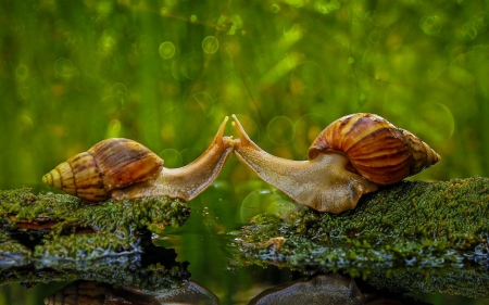 Kiss - kiss, snail, sambas regency, couple, animal, green, valentine, cute