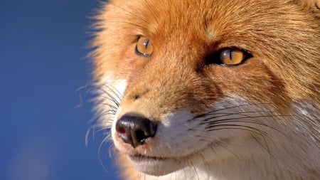 Fox - face, red, animal, eyes, fox, blue, orange, vulpe, skin