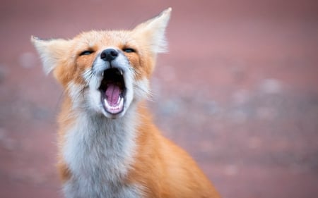 Fox - vulpe, fox, funny, cute, face, orange, pink