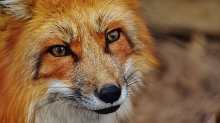 Fox - face, red, animal, orange, vulpe, skin, fox, eyes