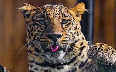 Leopard - animal, paw, leopard, tongue