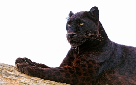 Panther - black, animal, pisica, paw, panther, cat