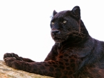 Panther