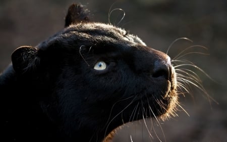 Panther - black, animal, pisica, eyes, panther, cat