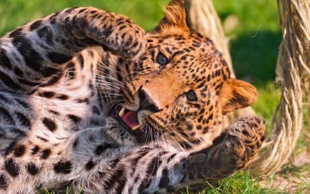 Leopard - paw, leopard, cat, animal, pisica