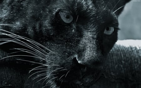 Panther - face, cat, ewyes, animal, pisica, black, panther