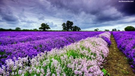 Dual Lavender Field - white, nature, purple, clouds, field, flowers, lavender