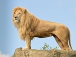 King of the Jungle