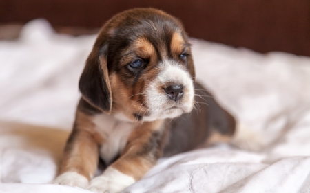 Cute Puppy - beagle, puppy, dog, animal, cute