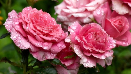 Drops on Pink Roses - flowers, roses, nature, dew, drops, petals, pink