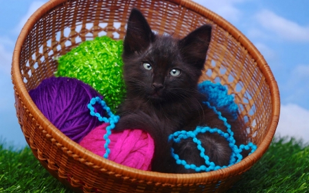 Black kitty in basket - fluffy, cat, adorable, kitty, basket, pet, black, playing, kitten, yarn, sweet, cute