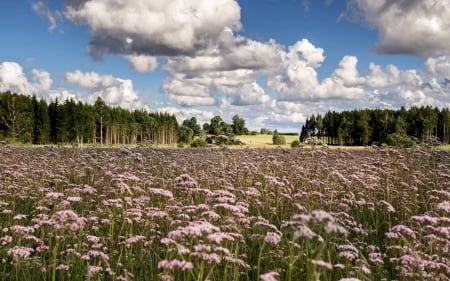 Valerian Flowers in Krimulda, Latvia - flowers, Latvia, clouds, nature, field