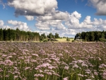 Valerian Flowers in Krimulda, Latvia