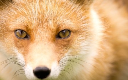 Fox - animal, orange, vulpe, fox, eyes