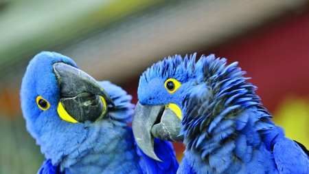 Parrots - pasare, bird, parrot, yellow, couple, blue