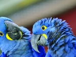 Parrots