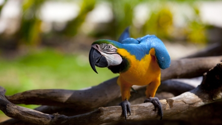 Parrot - bird, papagal, yellow, blue, pasare, parrot