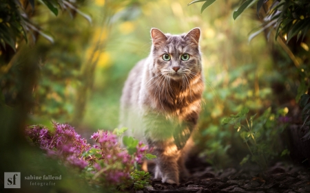 Cat - animal, nature, cat, photo