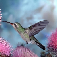 Hummingbird