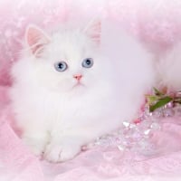 Cashmere White Persian Kitten