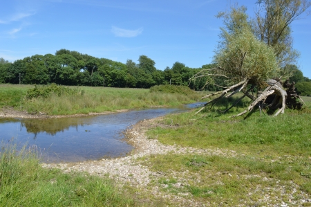 The Uprooted Tree - stream, water, reflection, tree