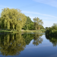 Trees Reflecting In The Lake