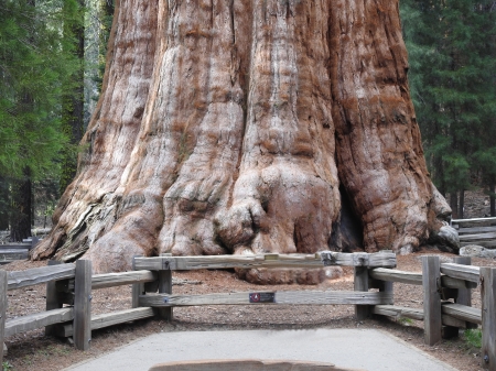 General Sherman Giant Sequoia Tree - Mountains, Trees, Sierra, Nature, Redwood, Woods, Earth, Kings Canyon, Sequoia, California, Yosemite, Canyons, Forests