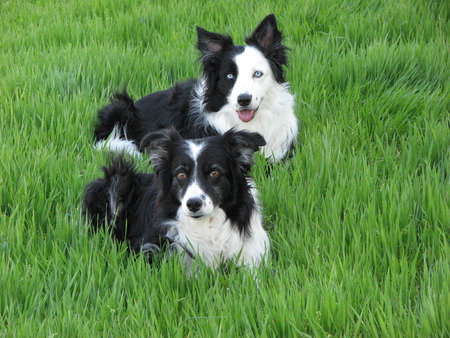 My two girls - dog, border collie