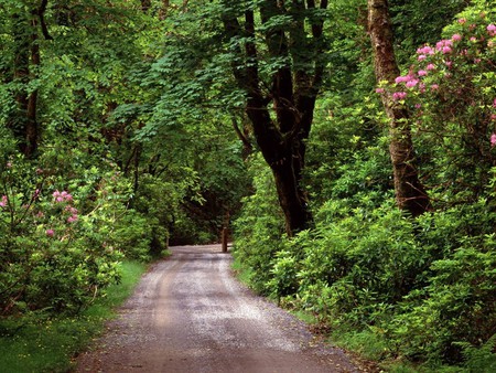 the path - grass, trees, nature, woods