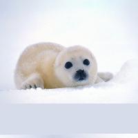 Cute Harp Seal