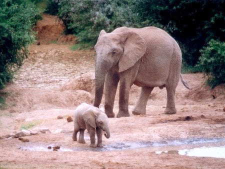 Elefants - water, elefant