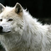 White Wolf