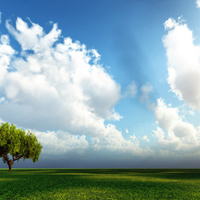 Tree under Sky