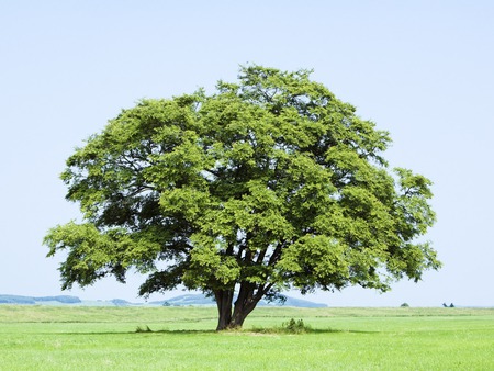 Lonely Tree - tree, field