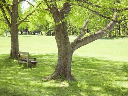 Bench under the tree - bench, tree