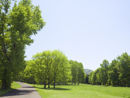 Trees - fiels, tree, green