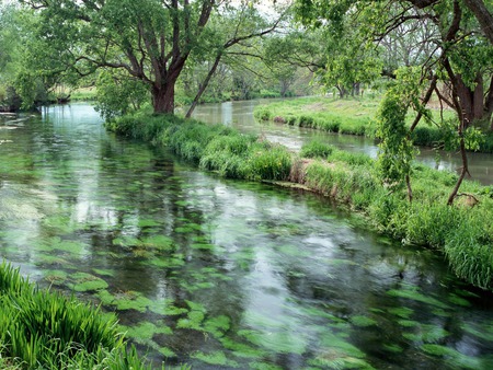 Forest - water, forest