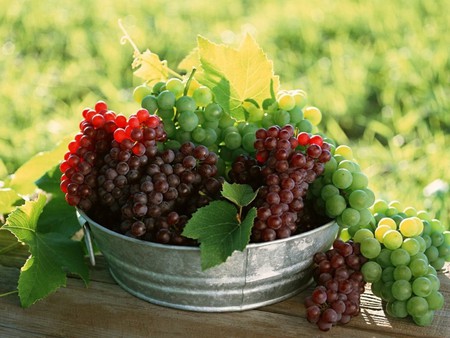 red grapes - grapes, fruits, red, leaves