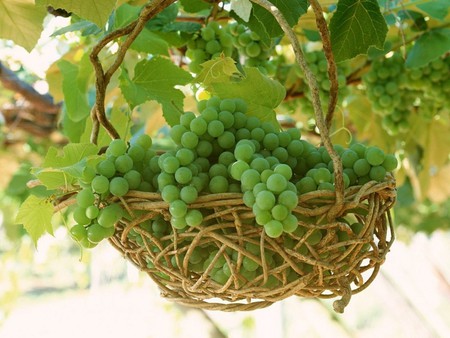 green grapes - leaves, green, grapes, fruit