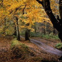 fall path in the woods