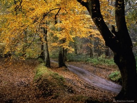 fall path in the woods - fall, natyre, trees, woods