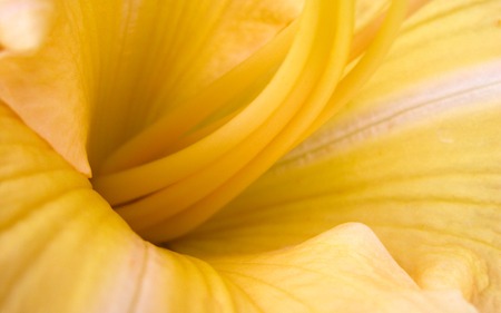 Yellow - flowers, yellow, nature