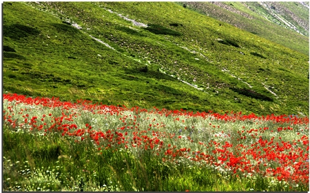 	poppies river - poppies, river