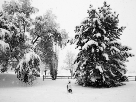 Snowstorm doggy - dog, snowstorm