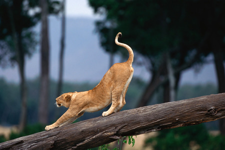 Loin Cub Stretching